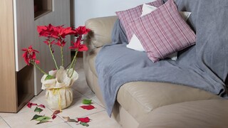 Poinsettias are sensitive to neglect in their care.