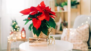 When caring for poinsettias, mistakes can occur that cause the plant to wither.