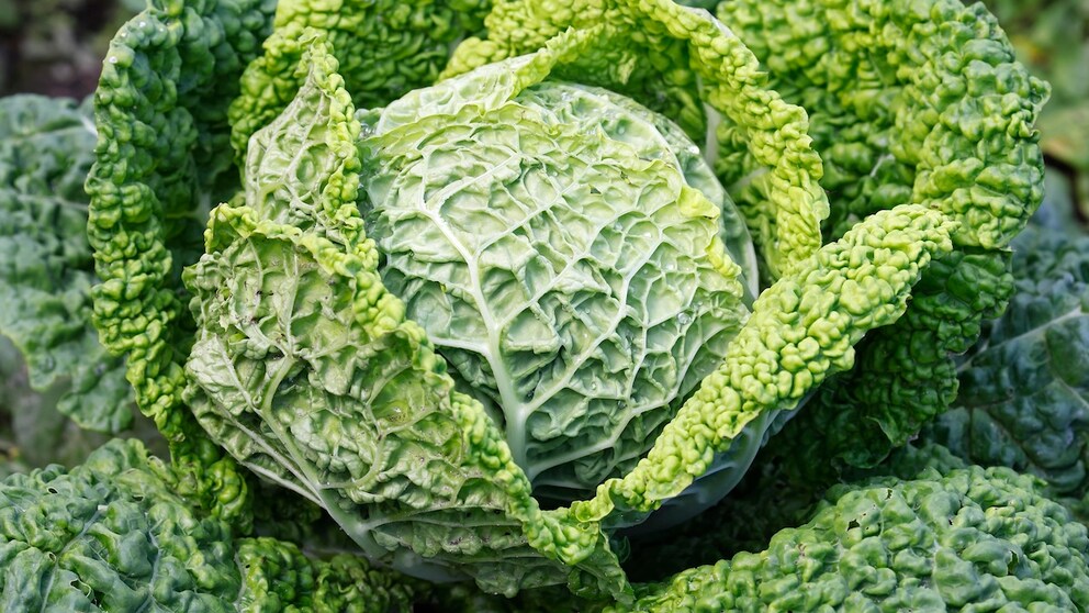 Savoy cabbage