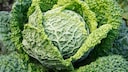 Savoy cabbage
