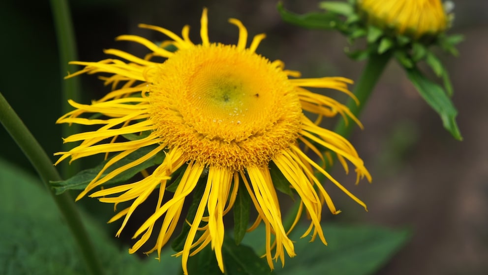 Elecampane