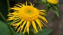 Elecampane