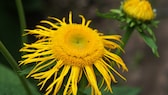 Elecampane