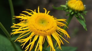 Elecampane