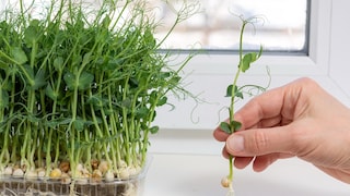 You don't have to wait for higher temperatures for pea greens, they can be grown on the windowsill all year round