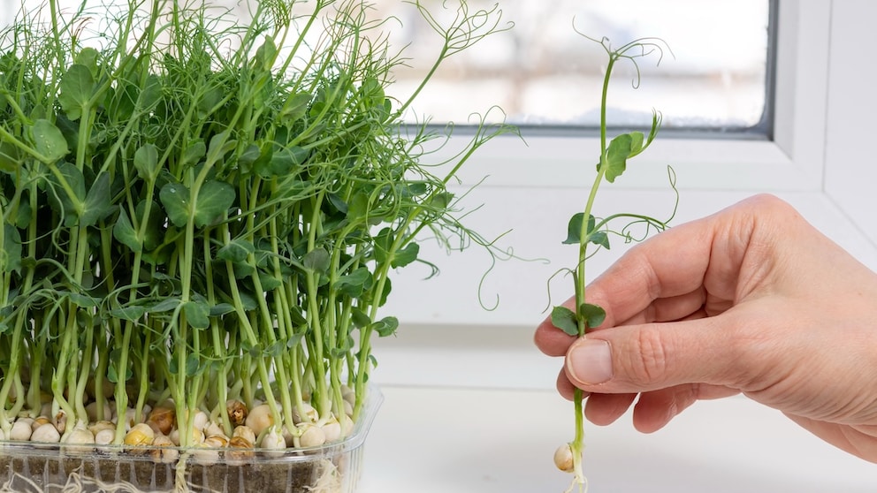 You don't have to wait for higher temperatures for pea greens, they can be grown on the windowsill all year round