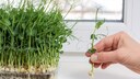 You don't have to wait for higher temperatures for pea greens, they can be grown on the windowsill all year round