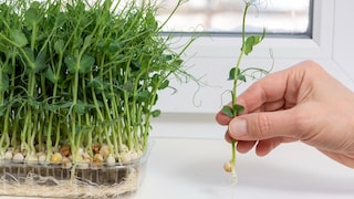 You don't have to wait for higher temperatures for pea greens, they can be grown on the windowsill all year round