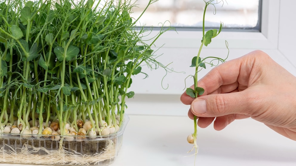 You don't have to wait for higher temperatures for pea greens, they can be grown on the windowsill all year round