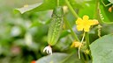 Growing your own cucumbers is popular, but also has its pitfalls in the form of cucumber diseases