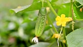 Growing your own cucumbers is popular, but also has its pitfalls in the form of cucumber diseases