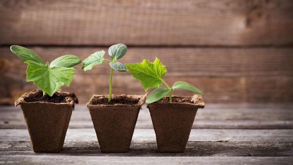 Cucumber propagation is very popular with garden beginners. A few points should be observed for a successful harvest.