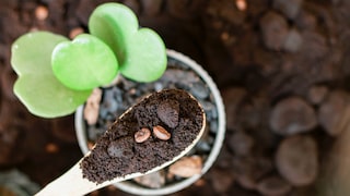 Coffee grounds as a household remedy