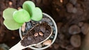 Coffee grounds as a household remedy