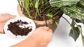 Fertilize houseplants with coffee grounds