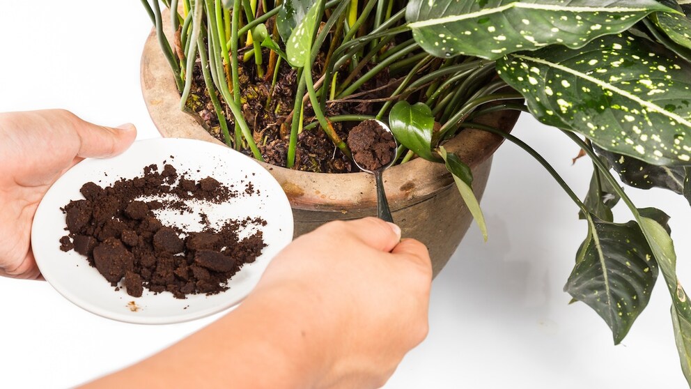 Fertilize houseplants with coffee grounds