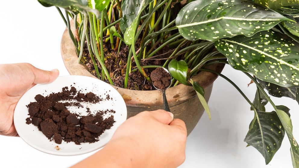 Fertilize houseplants with coffee grounds