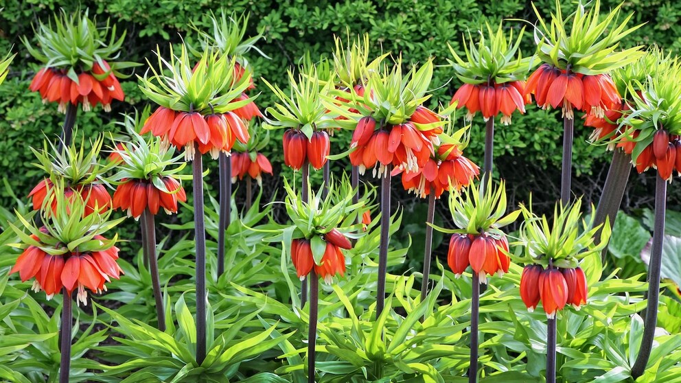 The imperial crown is a visual highlight in the garden