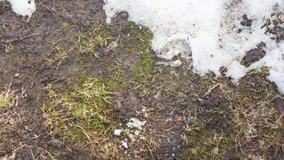 After the winter, some garden owners' lawns are muddy