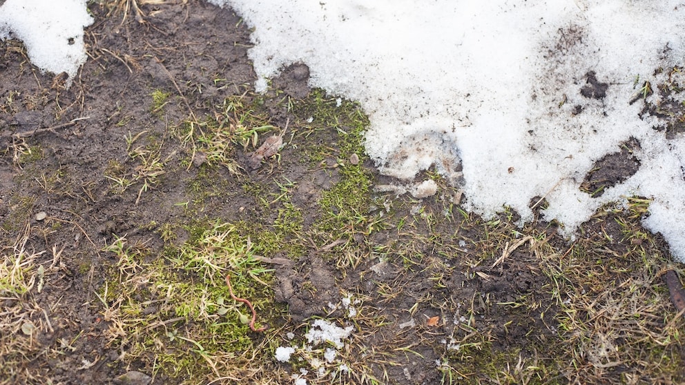 After the winter, some garden owners' lawns are muddy