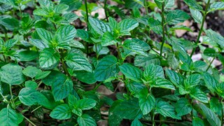 Mint is a versatile herb. It not only tastes good but is also healthy.