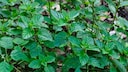 Mint is a versatile herb. It not only tastes good but is also healthy.