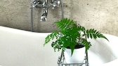 Plants can prevent mold in the bathroom, like this fern