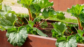 Rhubarb is decorative and suitable for beginner gardeners.