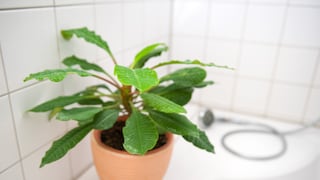 The spitting palm also feels at home in a bathroom with a window.