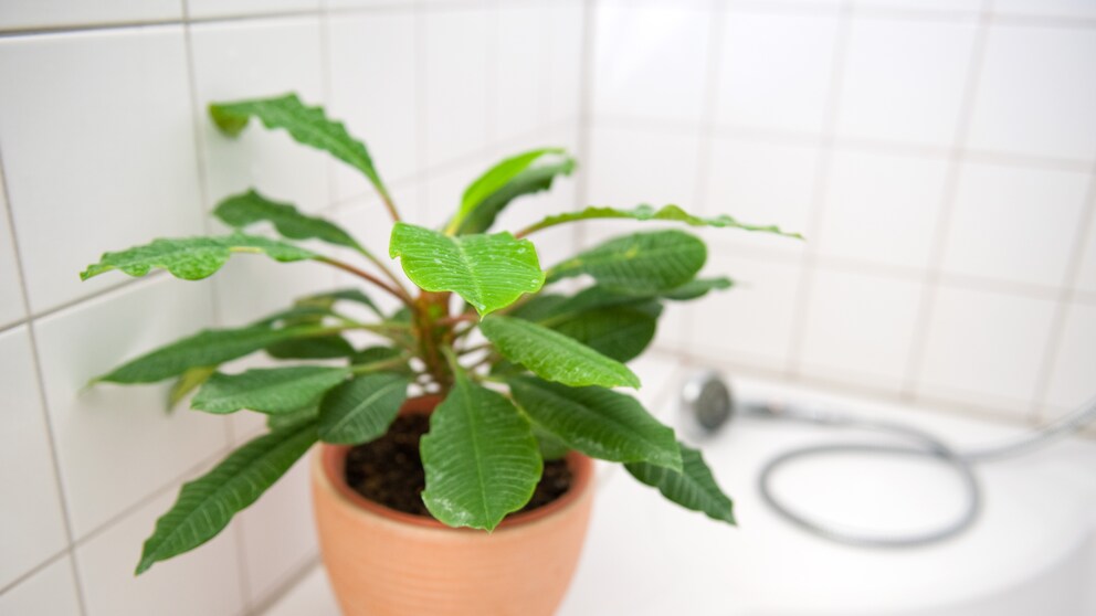 The spitting palm also feels at home in a bathroom with a window.