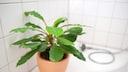 The spitting palm also feels at home in a bathroom with a window.