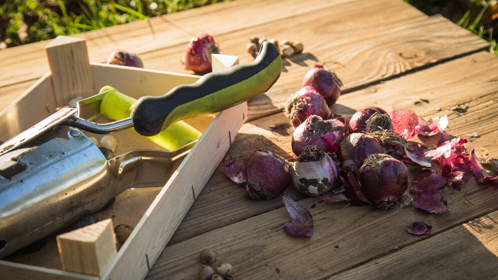 Planting flower bulbs in spring
