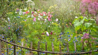 With chaos gardening, the flowers can grow wherever they want