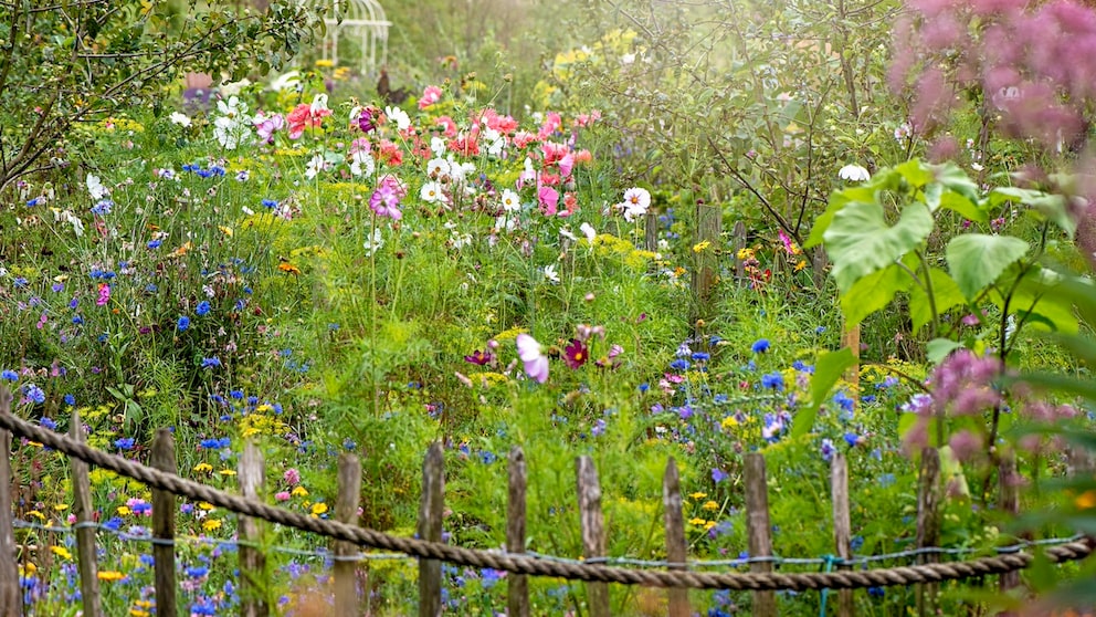 With chaos gardening, the flowers can grow wherever they want