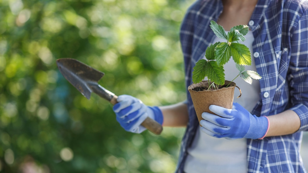 Planting strawberries in spring