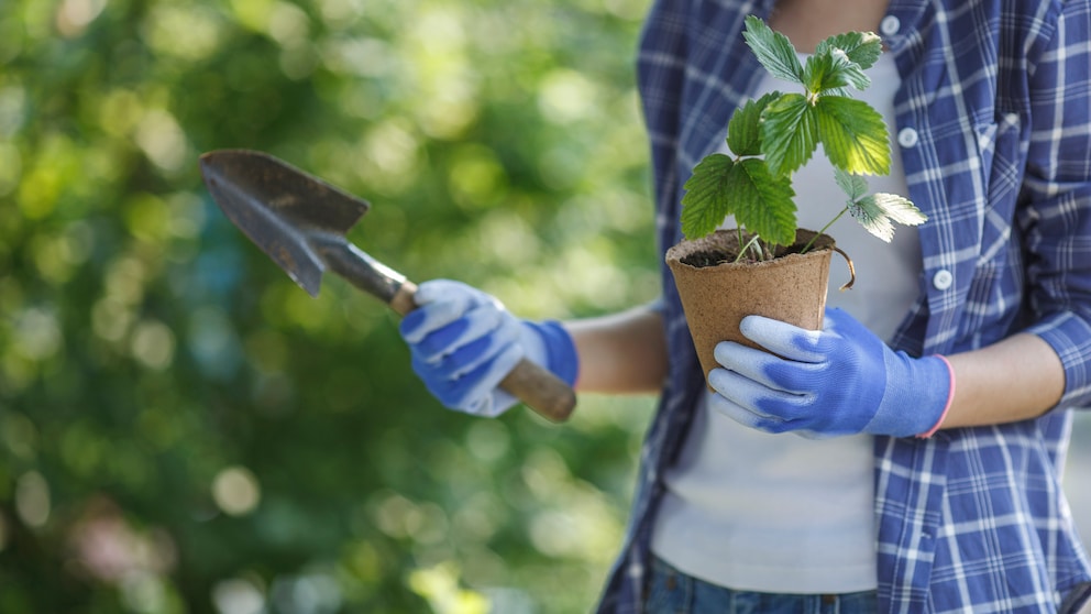 Planting strawberries in spring