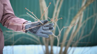 Preparing the garden for spring