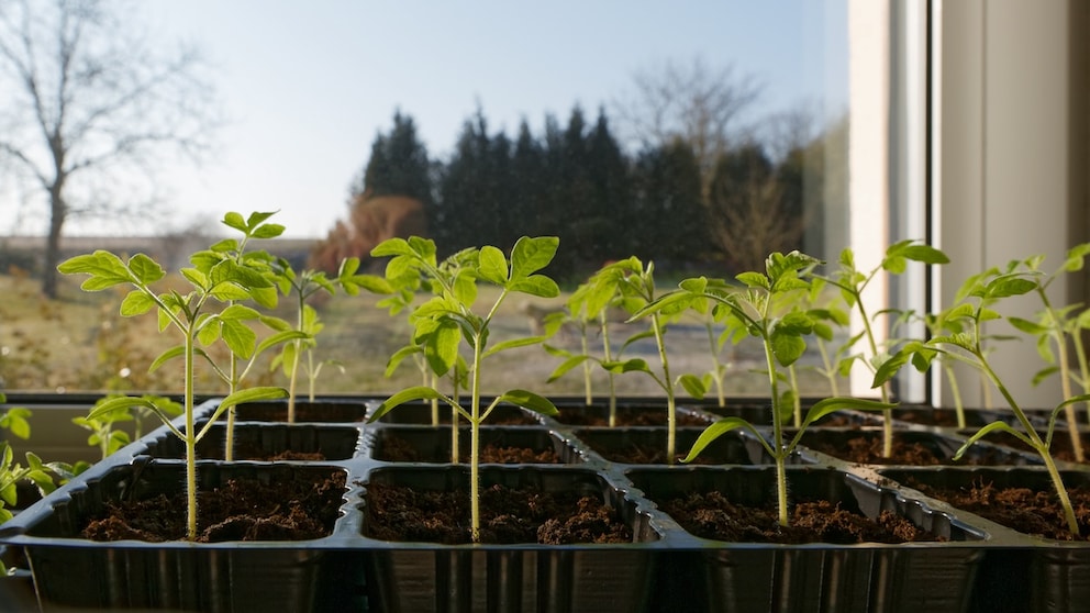 If you want to start growing tomatoes, you should choose the right time.