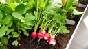 Radishes are delicious and great for beginner gardeners, but do you actually have to preplant them?