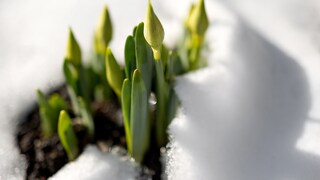 It looks pretty when early bloomers peek out from under a blanket of snow. But can the snow be harmful?