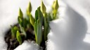 It looks pretty when early bloomers peek out from under a blanket of snow. But can the snow be harmful?