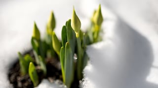 It looks pretty when early bloomers peek out from under a blanket of snow. But can the snow be harmful?