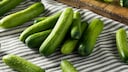 Cucumbers should be stored neither too cool nor too warm