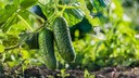 To grow your own cucumbers, you don't necessarily need a greenhouse. Some cucumber varieties are also suitable for outdoor cultivation.