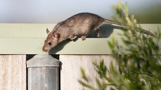 Rats are good climbers, high garden fences do not prevent them from searching the beds for food