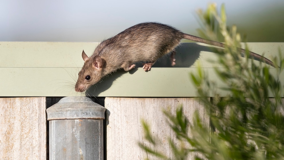 Rats are good climbers, high garden fences do not prevent them from searching the beds for food