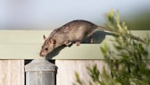 Rats are good climbers, high garden fences do not prevent them from searching the beds for food