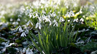 Can you still plant early bloomers now? Yes, snowdrops and crocuses, for example, can still be planted late.