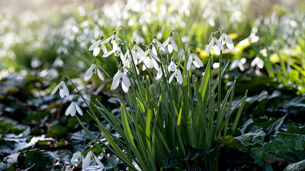 Can you still plant early bloomers now? Yes, snowdrops and crocuses, for example, can still be planted late.