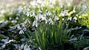 Can you still plant early bloomers now? Yes, snowdrops and crocuses, for example, can still be planted late.